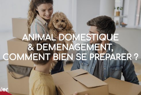 Animal domestique et déménagement, comment bien se préparer ?
